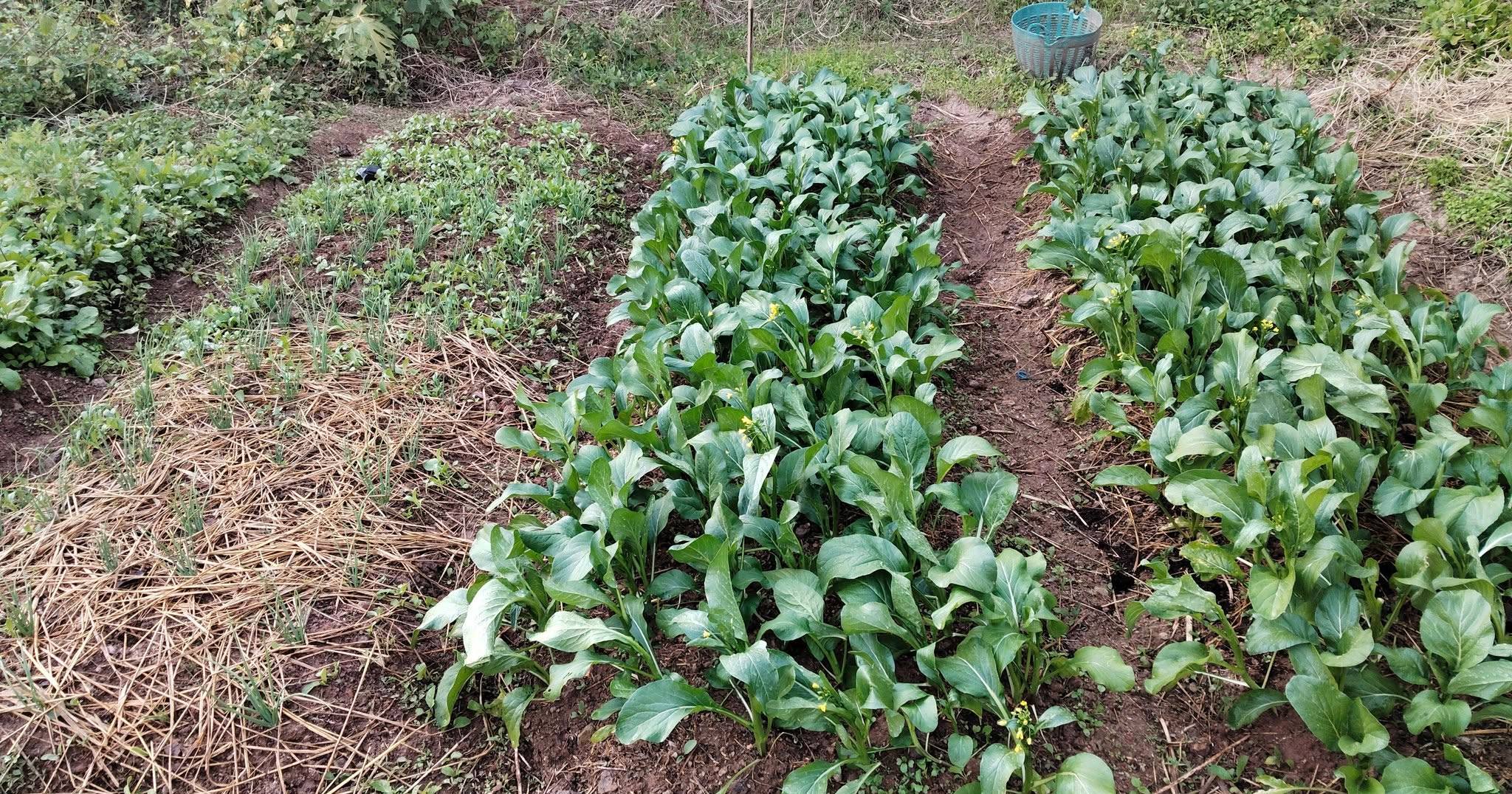 สพอ.น้ำหนาว ขับเคลื่อนการน้อมนำแนวพระราชดำริฯ โครงการ "บ้านนี้มีรัก ปลูกผักกินเอง"